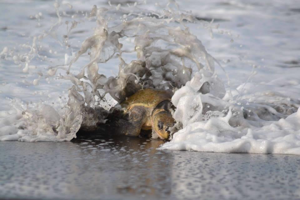 Cabinas Surf Arribadas Ostional Wildlife Refuge Buitenkant foto