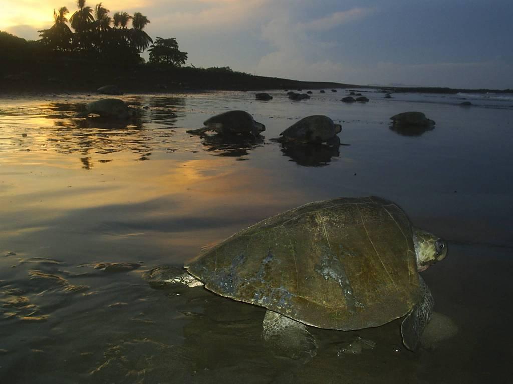 Cabinas Surf Arribadas Ostional Wildlife Refuge Buitenkant foto