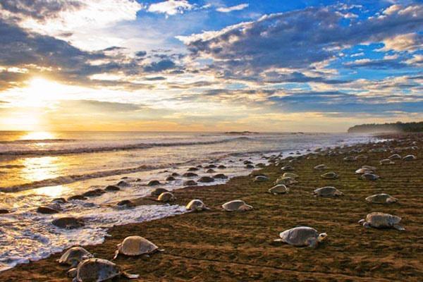 Cabinas Surf Arribadas Ostional Wildlife Refuge Buitenkant foto