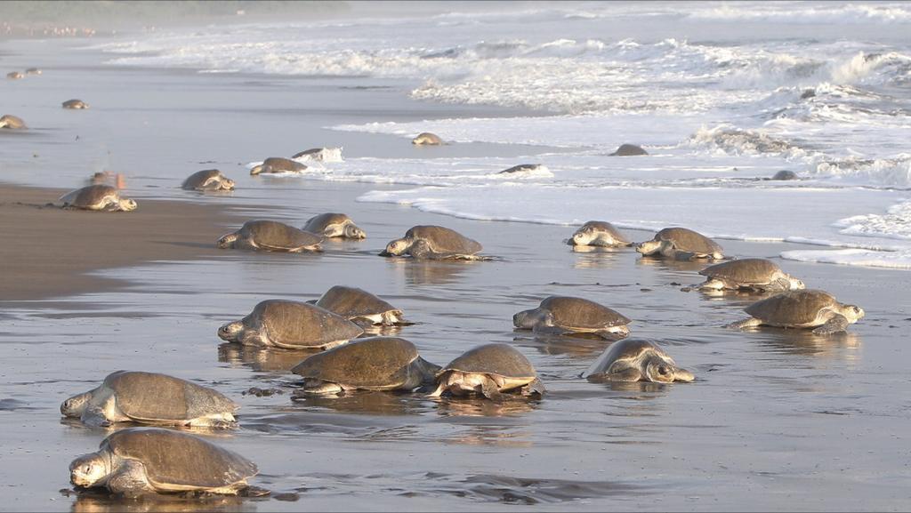 Cabinas Surf Arribadas Ostional Wildlife Refuge Buitenkant foto