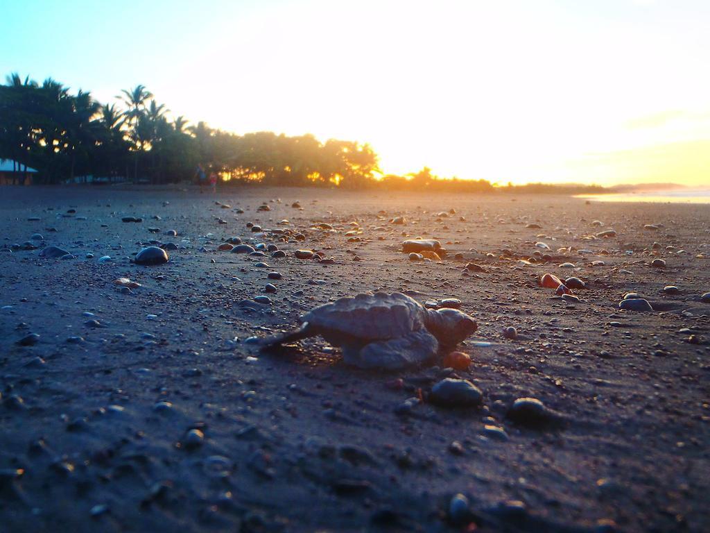 Cabinas Surf Arribadas Ostional Wildlife Refuge Buitenkant foto