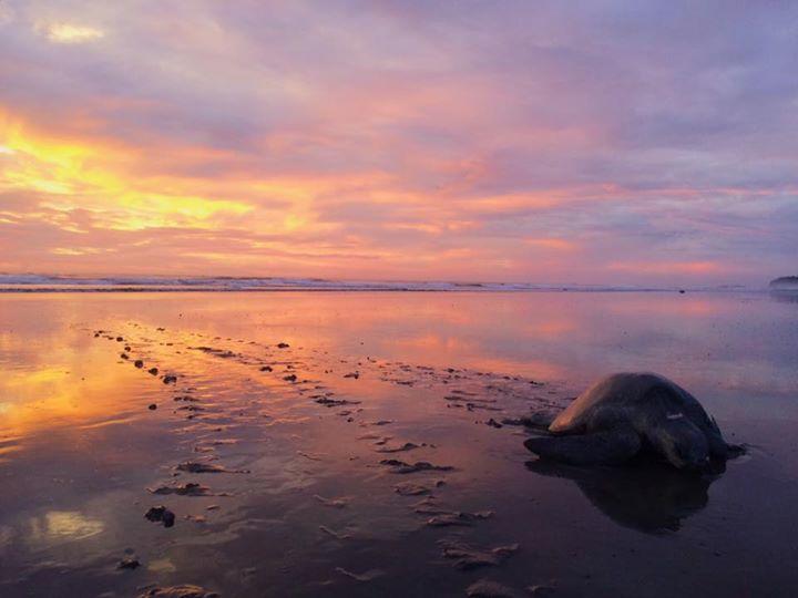 Cabinas Surf Arribadas Ostional Wildlife Refuge Buitenkant foto
