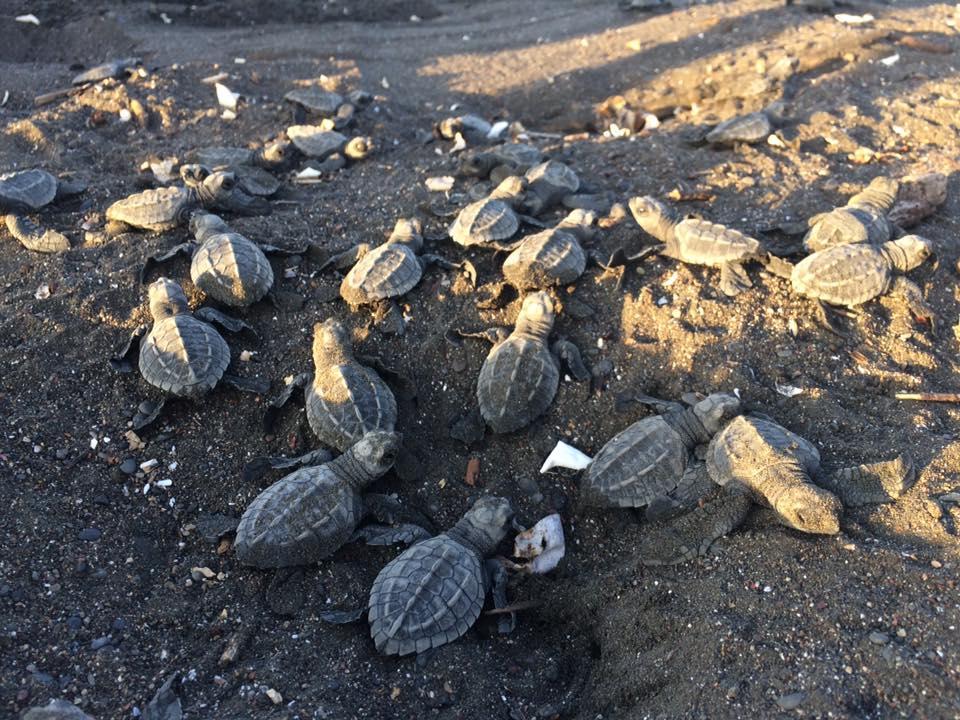 Cabinas Surf Arribadas Ostional Wildlife Refuge Buitenkant foto