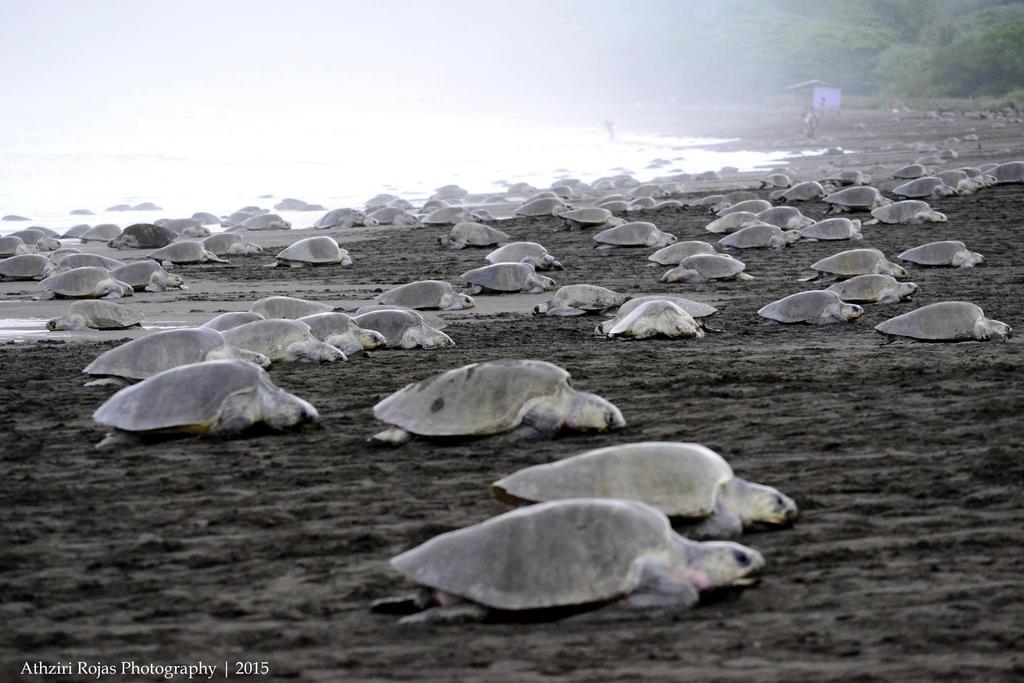 Cabinas Surf Arribadas Ostional Wildlife Refuge Buitenkant foto