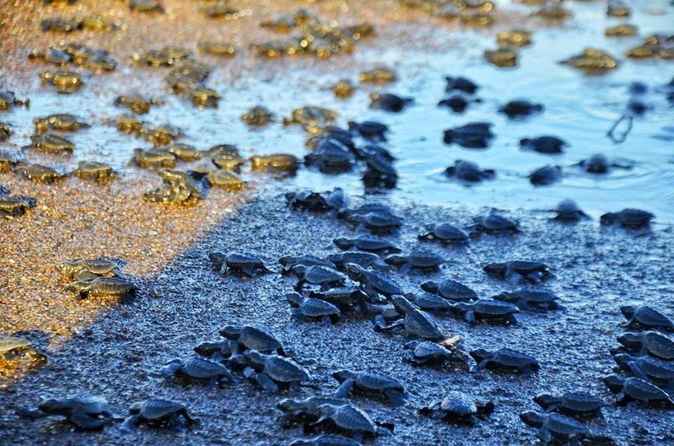 Cabinas Surf Arribadas Ostional Wildlife Refuge Buitenkant foto