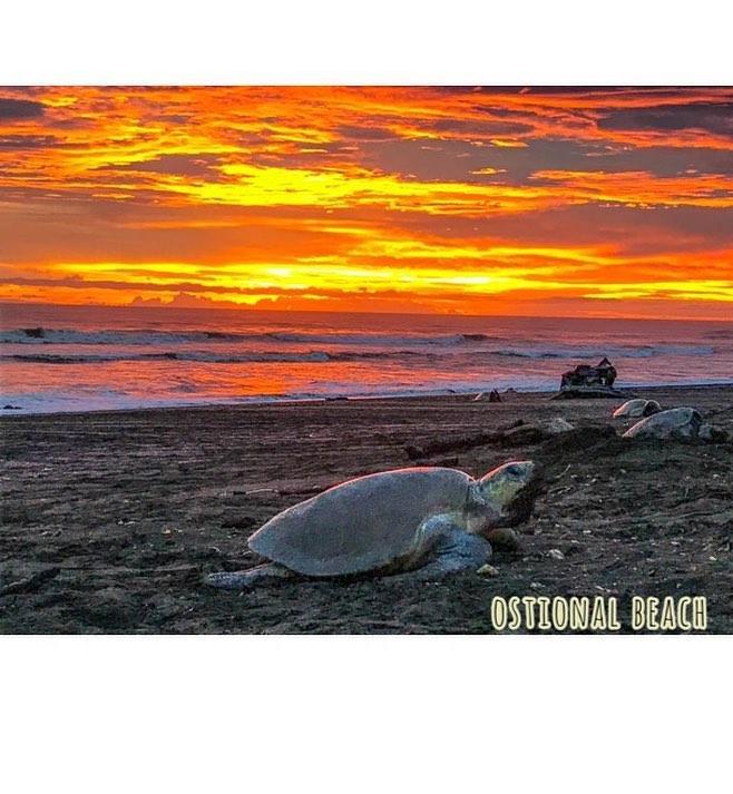 Cabinas Surf Arribadas Ostional Wildlife Refuge Buitenkant foto